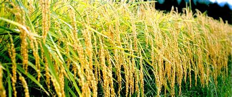 Granos de arroz Sakamai