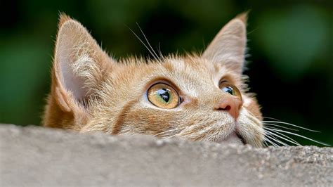 Ilustración de Camus y Milo en un ambiente tranquilo