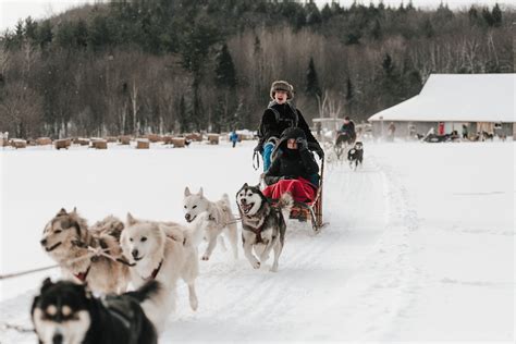 Perros de trineo en la tundra