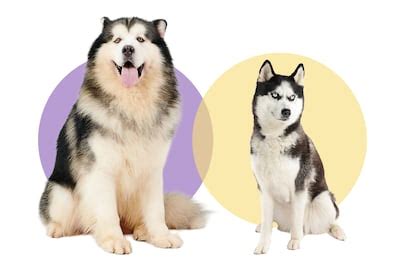 Comparativa de tamaño entre Husky Siberiano y Alaskan Malamute