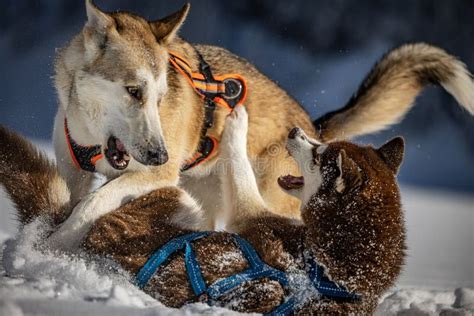 Husky jugando en la nieve