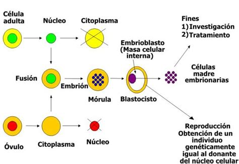 Esquema del proceso de clonación por transferencia nuclear de células somáticas.