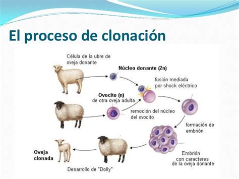 Infografía sobre el potencial de la clonación en la conservación de especies.