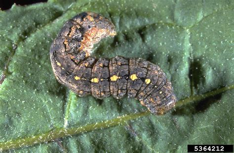 Huevos de Peridroma saucia recién ovipositados