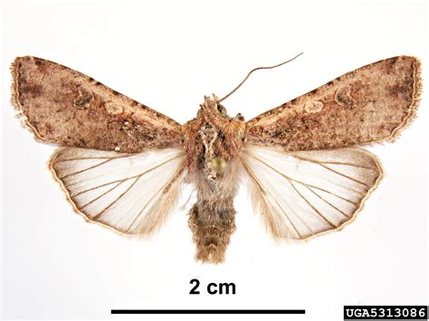 Tercer ínstar de Peridroma saucia