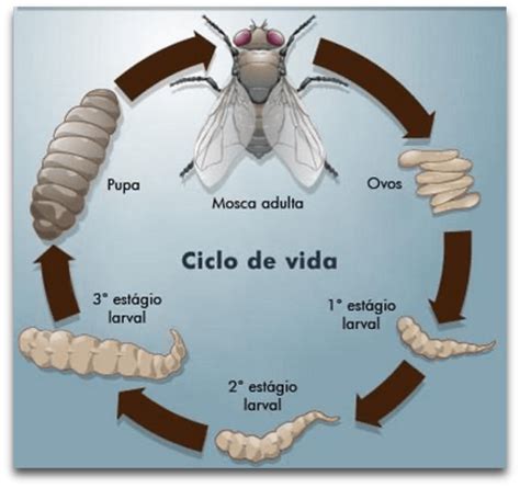 Ciclo de vida de insectos en el campo