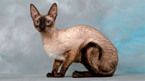 Diseño de Beerus inspirado en un gato Cornish Rex