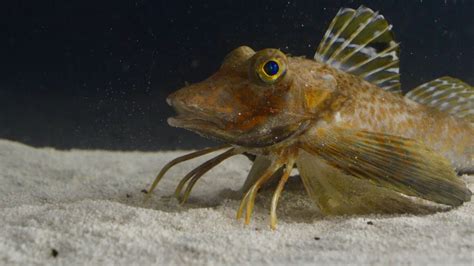 Pez con patas mecánicas de Gyo
