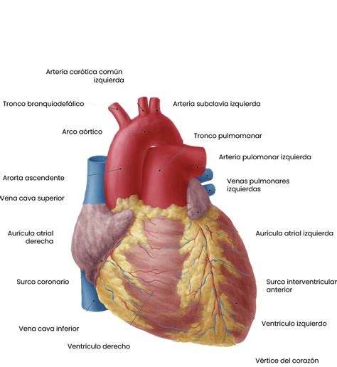 Anatomía del corazón humano con el tronco pulmonar resaltado