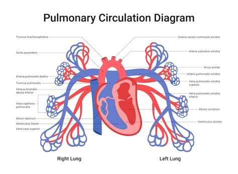 Diagrama de la circulación pulmonar