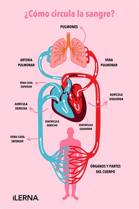 Infografía: Comparación de sangre oxigenada y desoxigenada en el cuerpo