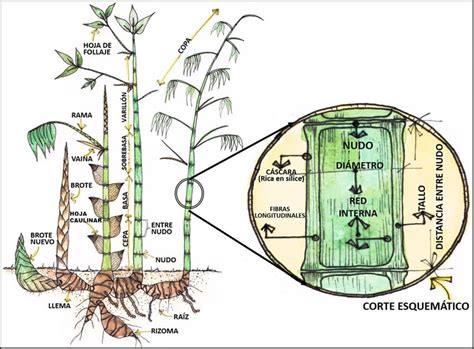 Estructura celular de la fibra de bambú