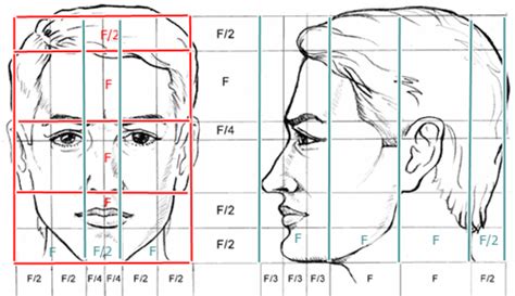 Esquema de proporciones de cabeza para dibujar personajes de anime