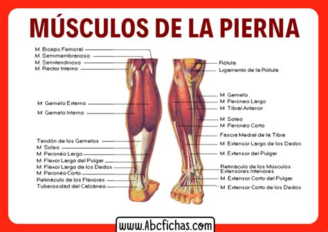 Diagrama de anatomía de piernas dobladas en escorzo